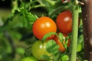 8764-tomates_-___duesV_-_Fotolia.com_0.jpg